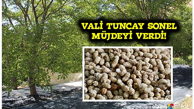 Çemişgezek'in 'Ulukale Dutu&quot Tescillendi!