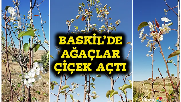 İlkbaharın habercisi çiçekler, sonbaharda açtı