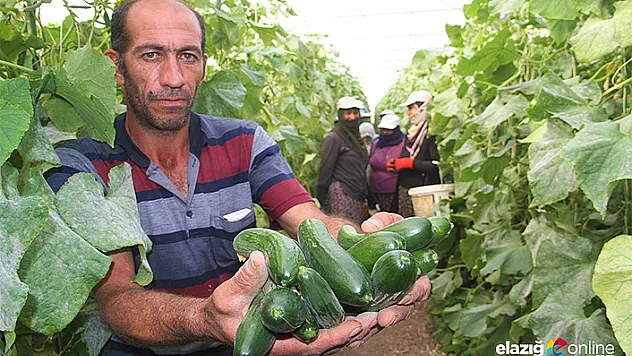 Kurduğu sera ile yılda 1 milyon 750 bin ton salatalık üretiyor