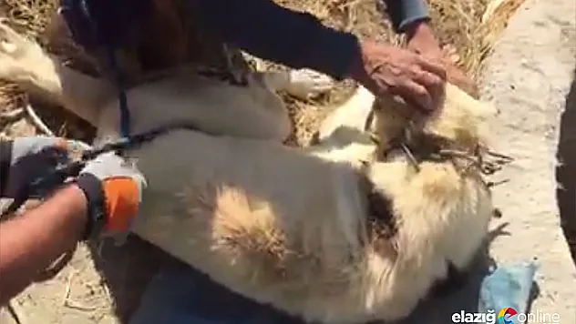 Kuyuya düşen köpeğin imdadına itfaiye yetişti