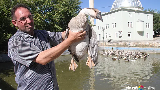 Tavukları telef oldu kaz işine girdi, 3 ayda 30 bin lira kazandı