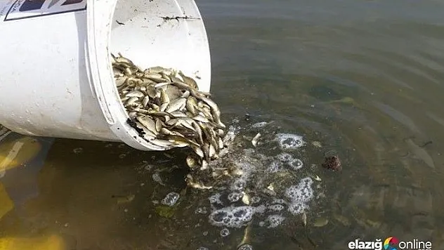 5 milyon sazan yavrusu bırakıldı