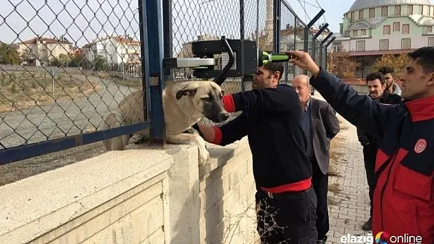 Demir korkuluklara sıkışan köpek kurtarıldı