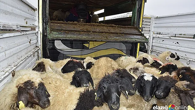 Genç çiftçilere 238 koyun dağıtıldı