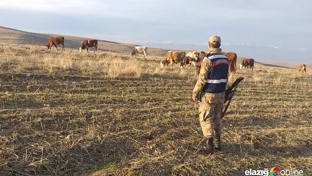 Jandarma, kayıp hayvanları 'drone' ile buldu