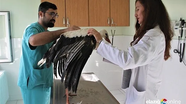 Kanadı kırık leyleğe fizik tedavi uygulanıyor