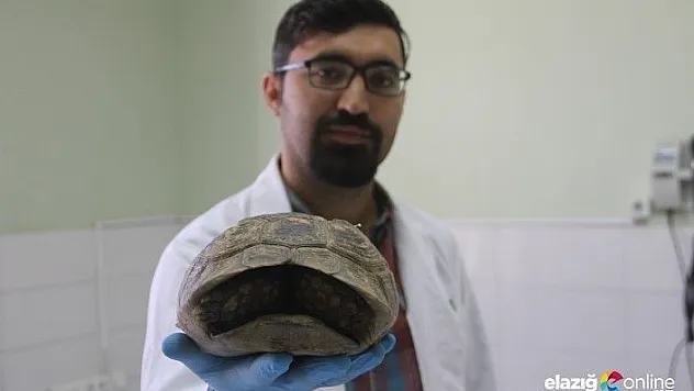 Kaplumbağanın kırılan kabuğu &quotÇivi ve telle&quot birleştirildi