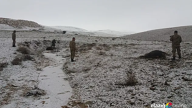 Elazığ'da kaybolan danaları jandarma buldu