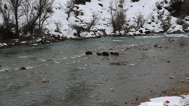 Çaydan geçen yaban domuzları görüntülendi