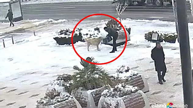 Elazığ'da örnek davranış, kahvaltısını köpeğe verdi