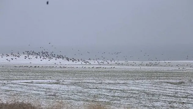 Elazığ'da kış ortası kuş sayımı yapıldı