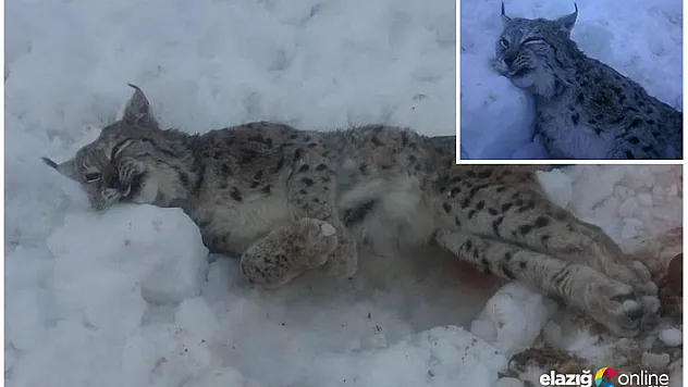 Nesli tükenmekte olan vaşak ölü bulundu