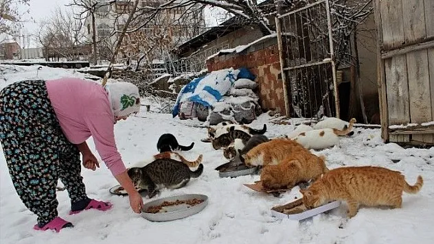 Nuriye Teyze kış nedeniyle 58 kediye evinde bakıyor