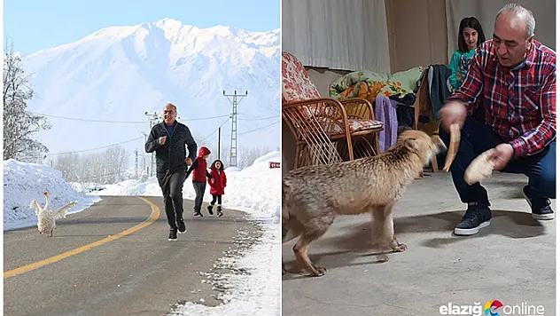 Sabah kazla koşuya çıkıyor, akşam tilkiyi besliyor
