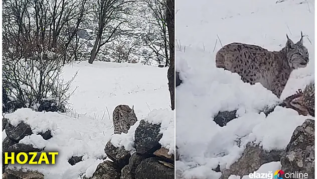 Koruma altındaki vaşak, Hozat'ta görüntülendi!