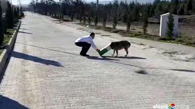Kafasına karton kutu sıkışan köpeği, duyarlı vatandaş kurtardı