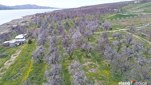 Kayısı ağaçları &quotgelinliğini&quot giydi