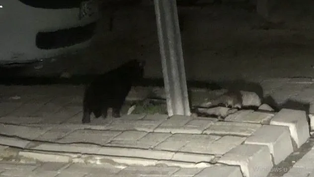 Kedinin kaldırımda fare ile oyunu