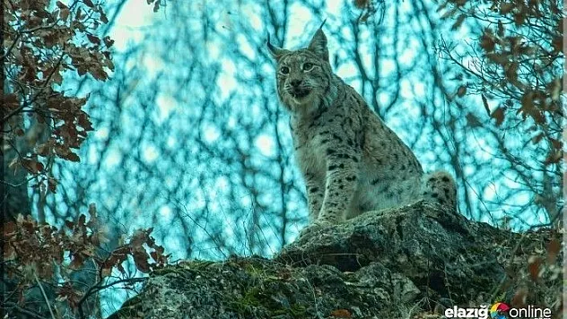 Kırmızı listedeki &quotVaşak&quot ilk defa bu kadar yakından görüntülendi