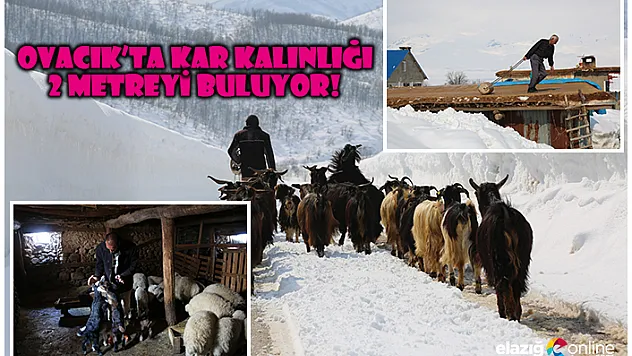 Ovacık'ta karda zorlu yaşam!