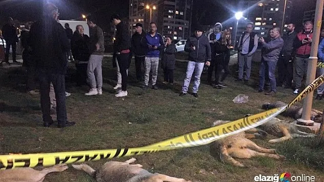 Başkent'te zehirli etlerle köpek katliamı