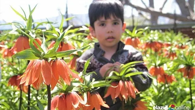 Elazığ'da 'Ağlayan Gelin'in görsel şöleni başladı
