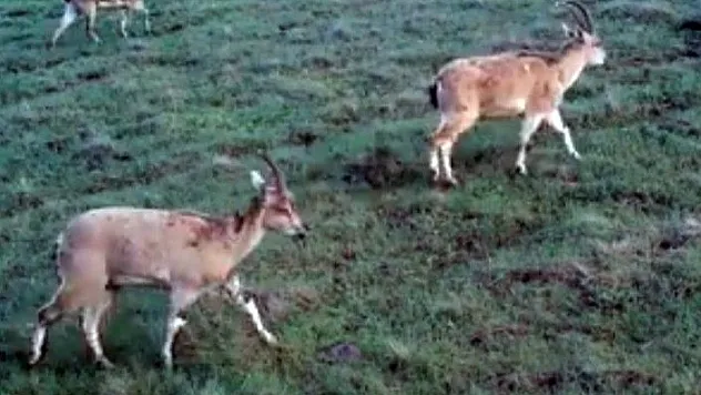 Elazığ'da &quotFotokapanla&quot dağ keçileri görüntülendi