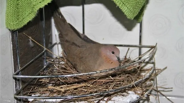 Adeta Ailenin Bir Ferdi Oldu