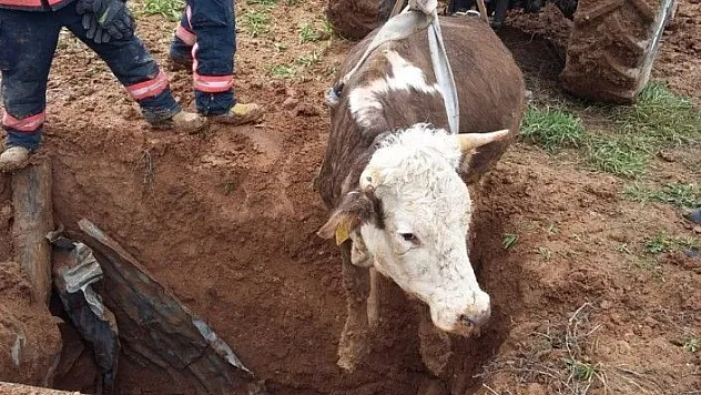 Kuyuya düşen, inek uzun uğraşlar sonucu kurtarıldı