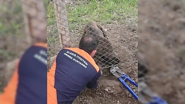 Tellere sıkışan köpeği itfaiye kurtardı