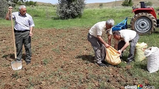 240 bin TL ceza kesilen, salep soğanları tekrar toprakla buluştu