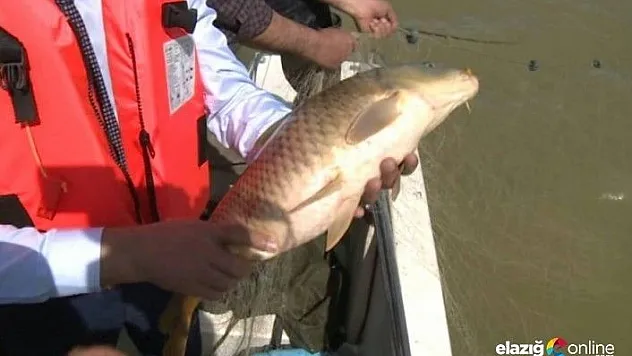 Ağlardan kurtarılan balıklar, suya bırakıldı