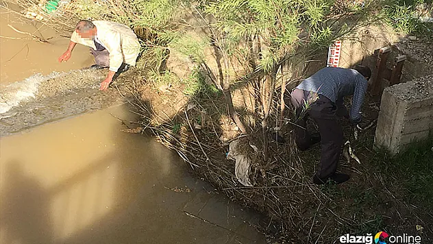 Akıntıya karşı yüzerken görüntülenmişlerdi, bazı kişiler elleri ile avladı