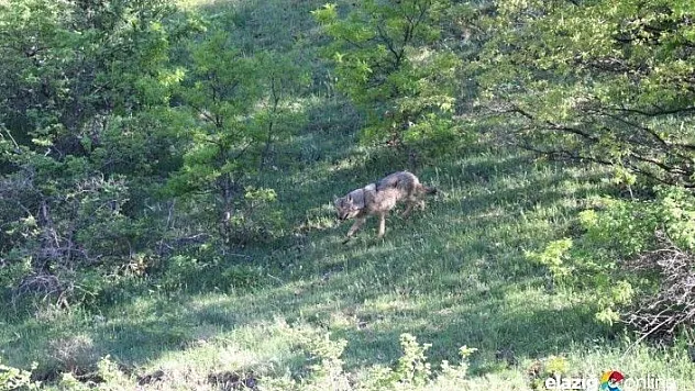 Karayolundan geçen kurt görüntülendi
