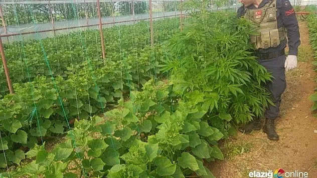 Serada kenevir ekimine &quotUçangözle&quot baskın