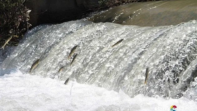 &quotSiraz&quotın akıntıya karşı göçü başladı