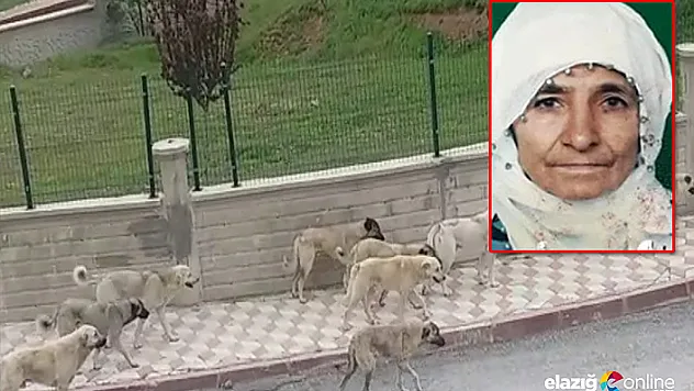 Sokak köpeklerinin saldırdığı yaşlı kadın öldü