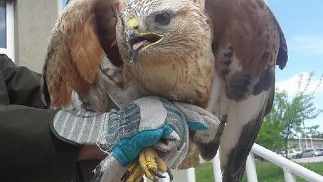Tedavisi tamamlanan şahin, alakarga ve bıldırcın doğal ortamına bırakıldı