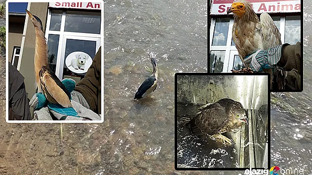 Yaralı hayvanlar tedavi edilip, doğal ortamına bırakıldı