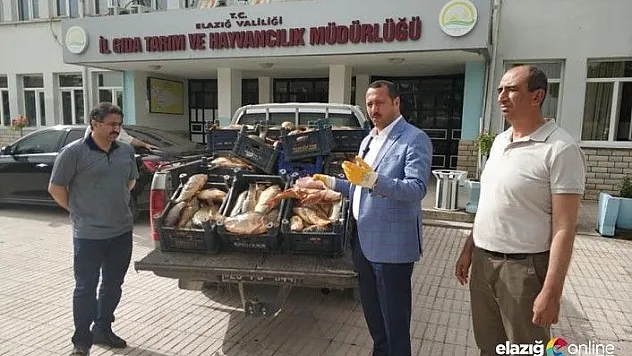 Yine kaçak avlanan 1 ton balık yakalandı, müdür dert yandı