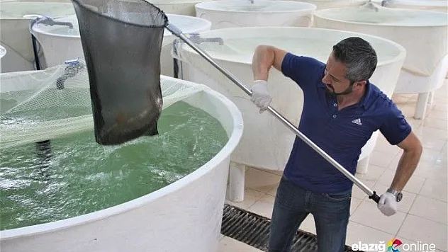 Akıntıya karşı göçü görüntülenmişti, çoğalması için özel çalışma yapılıyor