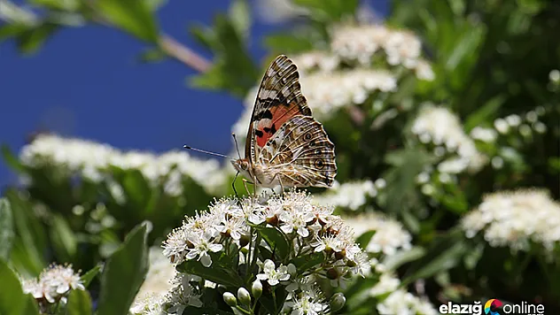 Elazığ'da Diken Kelebeği'nin göçü