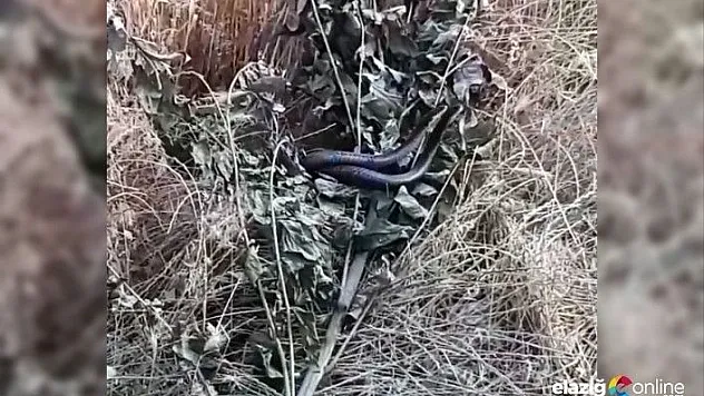 Elazığ'da yılanların dansı görüntülendi