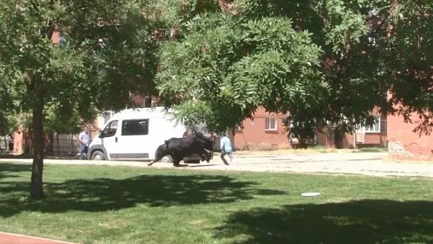 Kaçan boğa zor anlar yaşattı, 2 kişiyi de yaraladı