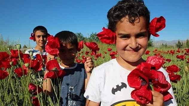 Kırmızı görüntüsü ile gelinciklerin görsel şöleni