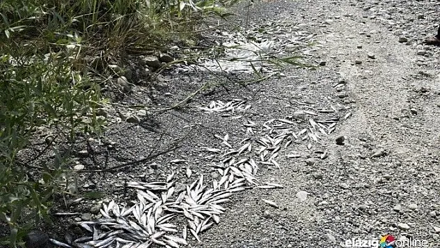 Kıyıda kalan balıklar telef oldu