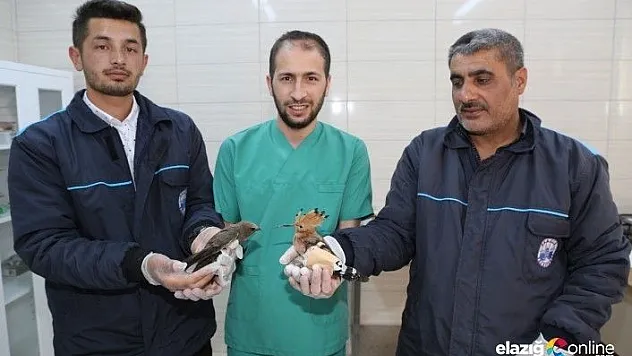 Yaralı Ebabil ve İbibik kuşu, tedavi altına alındı