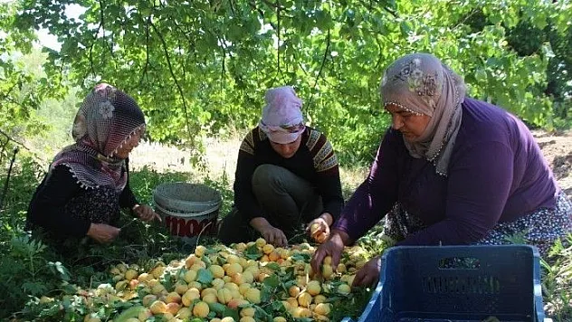 İlçeyi kalkındıran 1 milyon ağaçta &quotkayısı hasadı&quot