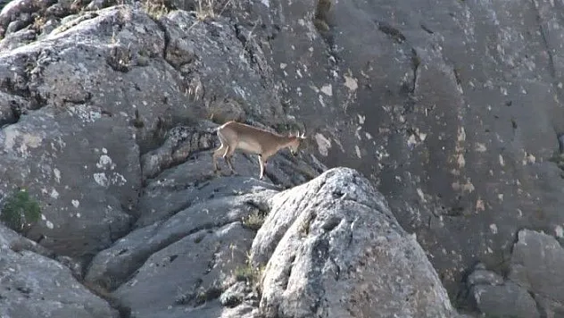 Nesli tükenmekte olan dağ keçileri Elazığ'da görüntülendi