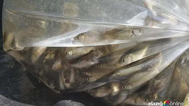 400 bin sazan yavrusu Karakaya Barajı'na bırakıldı